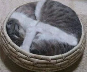 I_Am_A_Circle_Now_s.webp