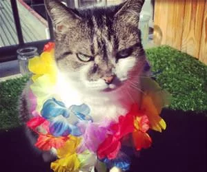 I_Am_A_Fun_Cat_s.webp