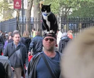 I_Am_A_Hat_Cat_s.webp