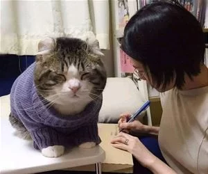 I_Am_A_Large_Cat7713_s.webp