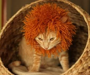 I_Am_A_Lion_Now_s.webp