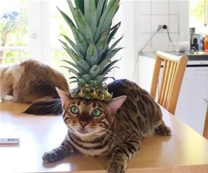 I_Am_A_Pineapple_s.webp