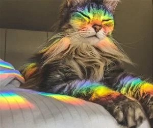 I_Am_A_Rainbow_Now_s.webp