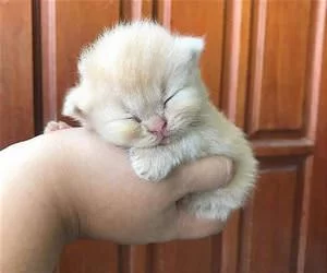 I_Am_A_Sleeping_Puff_Ball_s.webp
