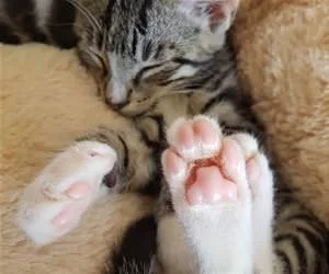 I_Am_A_Sleepy_Kitty_s.webp