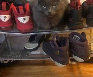 I_Am_A_Sneaker_Now_s.webp