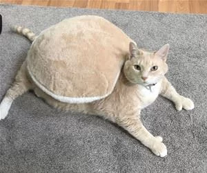 I_Am_A_Turtle_Now_s.webp
