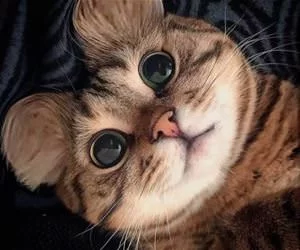 I_Am_A_Very_Cute_Cat_s.webp
