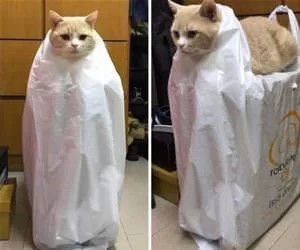I_Am_Bag_Cat_s.webp
