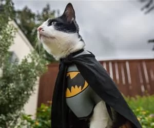 I_Am_Bat_Cat_s.webp