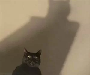 I_Am_Batman_s.webp