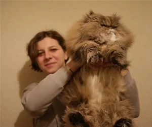 I_Am_Fluffy_s.webp