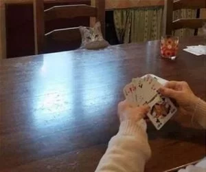 I_Am_Good_At_Poker_s.webp
