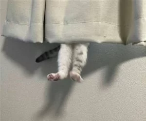 I_Am_Hiding6011_s.webp