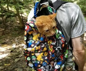 I_Am_In_The_Bag_s.webp