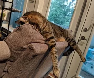 I_Am_Laying_Here_s.webp