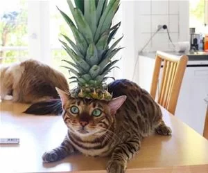 I_Am_Pineapple_Cat_s.webp