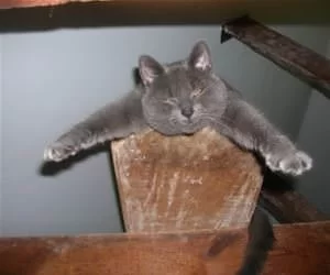 I_Am_So_Lazy9438_s.webp