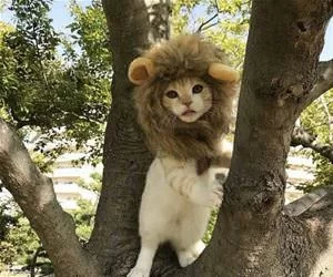 I_Am_The_Lion_Cat_s.webp