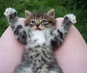 I_Am_Thiiiiiiis_Big_s.webp