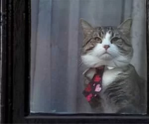 I_Am_Very_Professional_s.webp