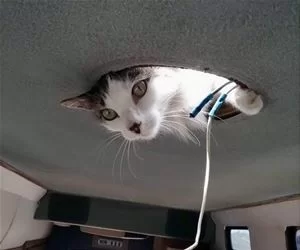 I_Am_Watching_Now_s.webp