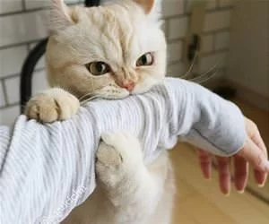 I_Bite_You_s.webp