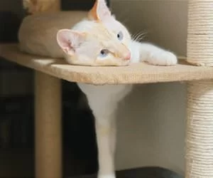 I_Can_Reach_It_s.webp