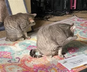 I_Cannot_Watch_s.webp