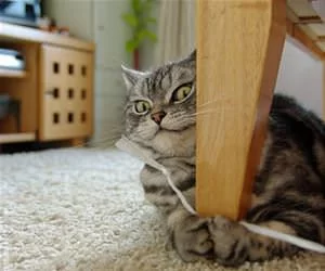 I_Caught_You_Now_s.webp