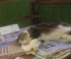 I_Fell_Asleep_Reading_s.webp