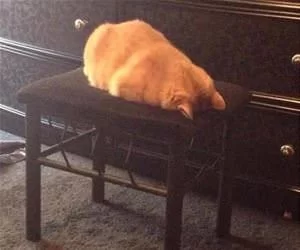 I_Give_Up_On_Being_A_Cat_s.webp