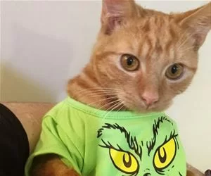 I_Got_A_New_Shirt_s.webp