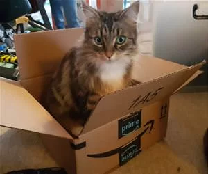 I_Got_My_Box_s.webp
