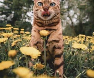 I_Got_Your_This_Flower_s.webp