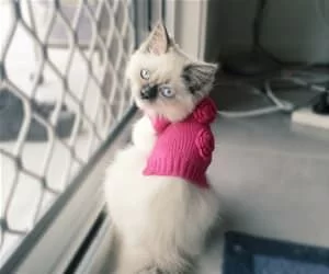 I_Has_A_Pink_Sweater_s.webp