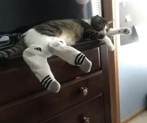 I_Has_Socks_s.webp