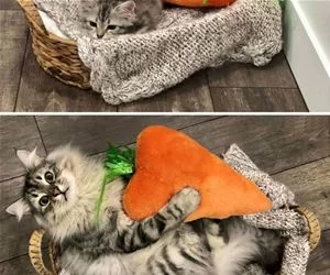 I_Have_A_Carrot_s.webp