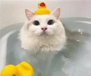 I_Have_A_Hat_Now_s.webp