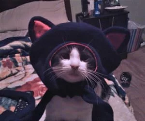 I_Have_A_Nice_Hat_s.webp