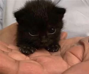 I_Have_Claws_Now_s.webp