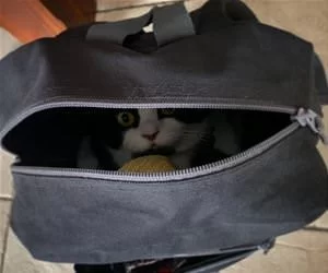 I_Have_My_Bag_And_I_Love_It_s.webp