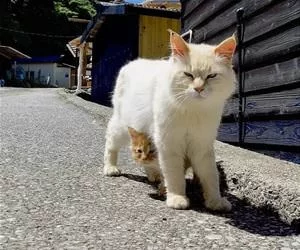 I_Have_My_Momma_s.webp