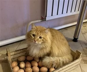 I_Have_Some_Eggs_s.webp