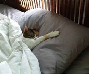 I_Like_This_Pillow_s.webp