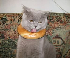 I_Love_Bagels_s.webp