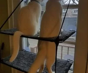 I_Need_A_Taller_Seat_s.webp