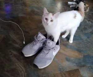 I_Put_My_Sneakers_On_s.webp