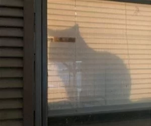 I_See_You_All_s.webp