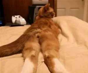 I_Sleep_Relaxed_s.webp
